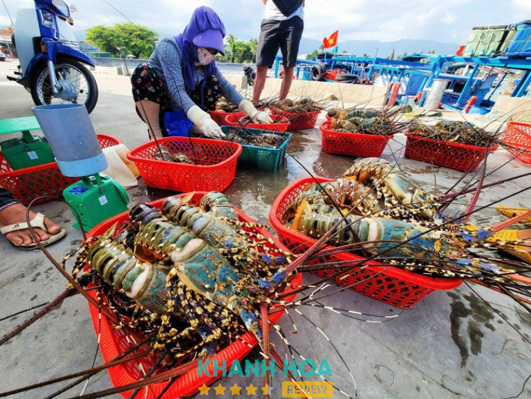 Đặc sản tôm hùm Cam Ranh tươi sống nổi tiếng tại vùng vịnh Khánh Hòa