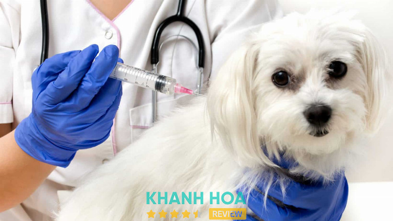 Phòng khám Thú y 79, Nha Trang