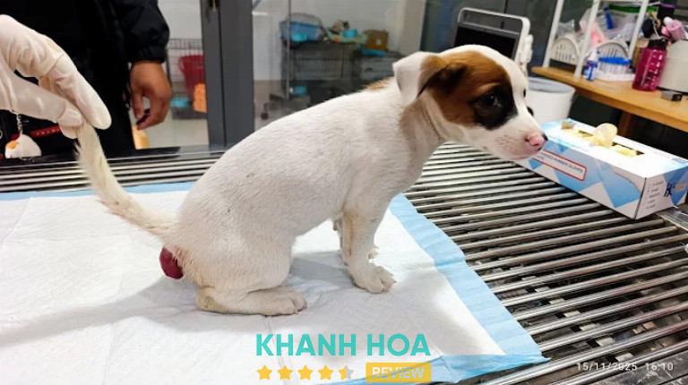 Phòng Khám Thú Y Kokan Pet Clinic, Nha Trang