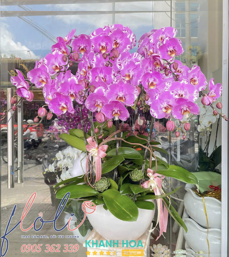 Lan Hồ Điệp FLoLi, Nha Trang