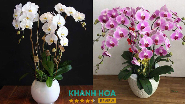 Hoa Lan Minh Châu, Nha Trang