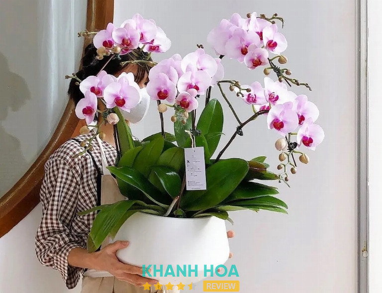 Flowery Garden by Maifam, Nha Trang