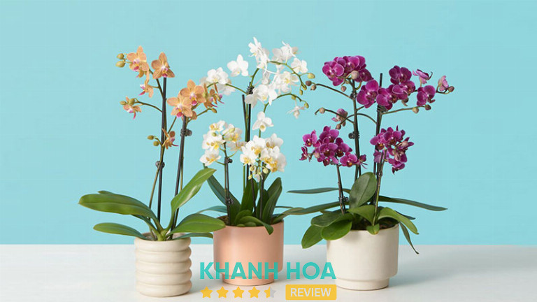 Shop Hoa Tươi – Giỏ Trái Cây Kathy, Nha Trang