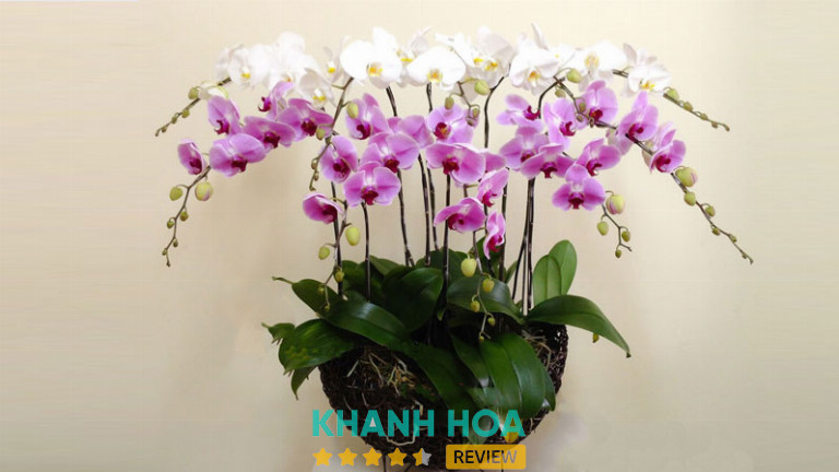 Shop Hoa Tươi Tường Vy, Nha Trang